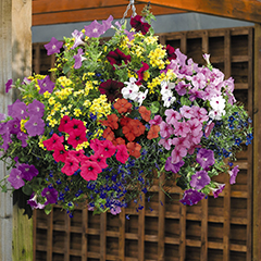 Hanging Baskets And Accessories
